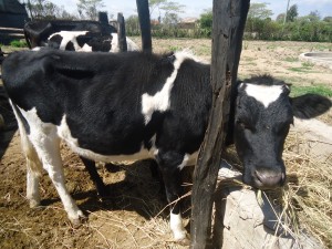 New pkss cow