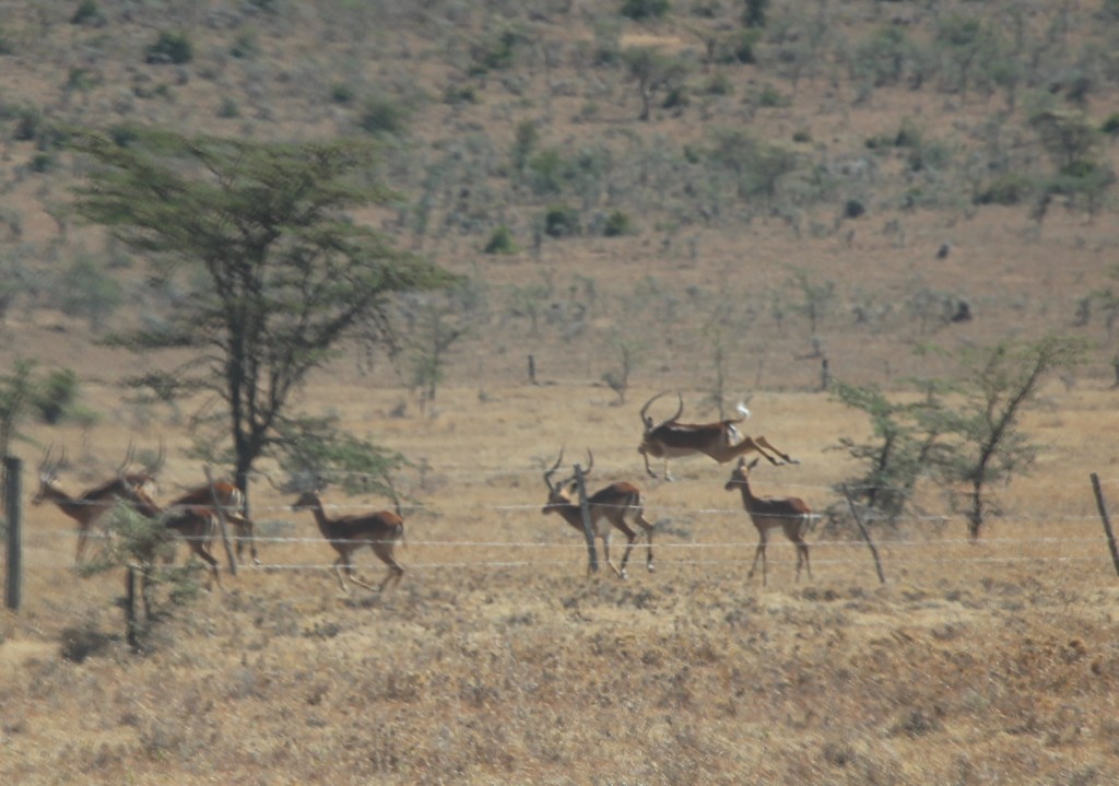 Impalas running during the wildlife drive