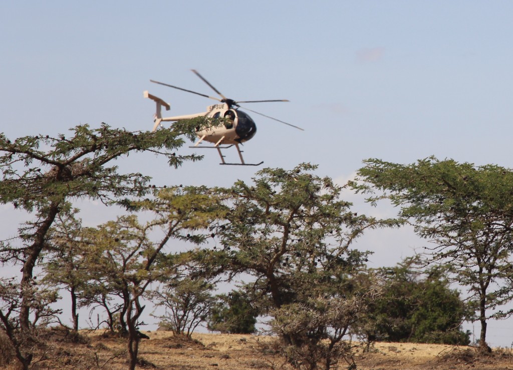 The helicopter driving the animals to the specified place of entry